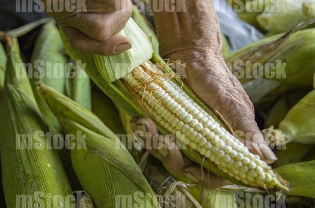 Elotes en Mazorca