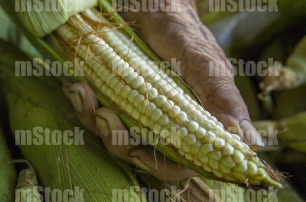 Agricultor abriendo un Elote