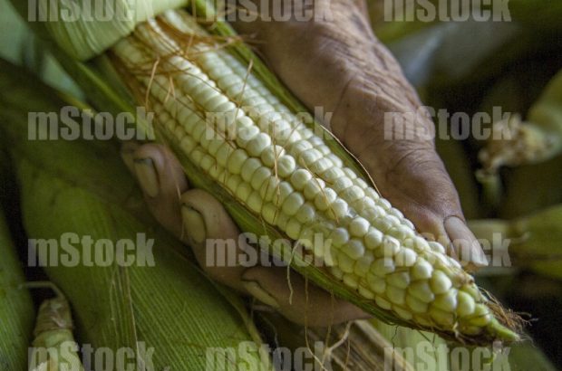 Elote en Mazorca