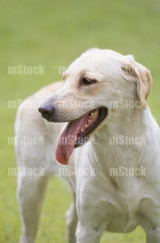 Perro raza labrador