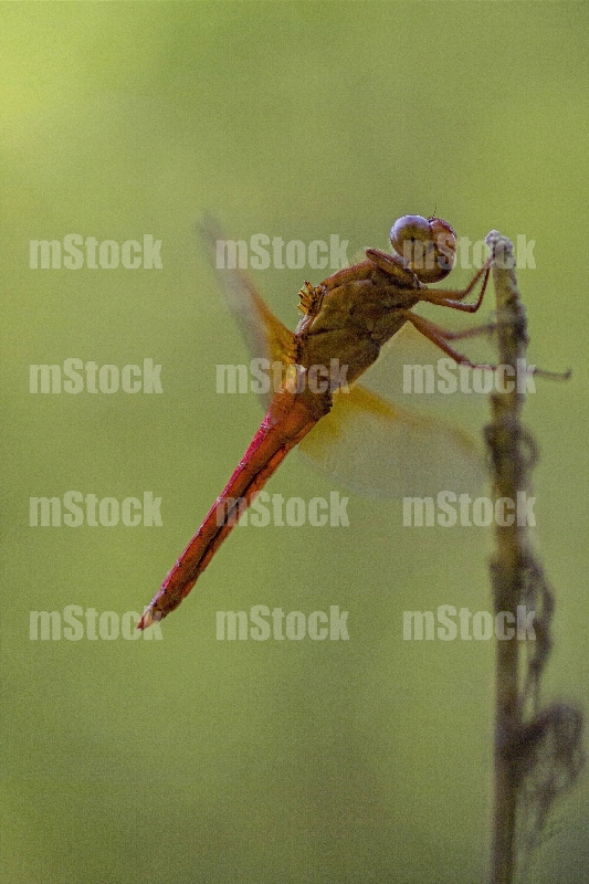 Libélula