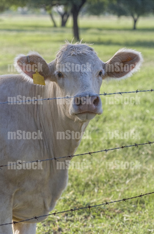 Ganado Charolais 1