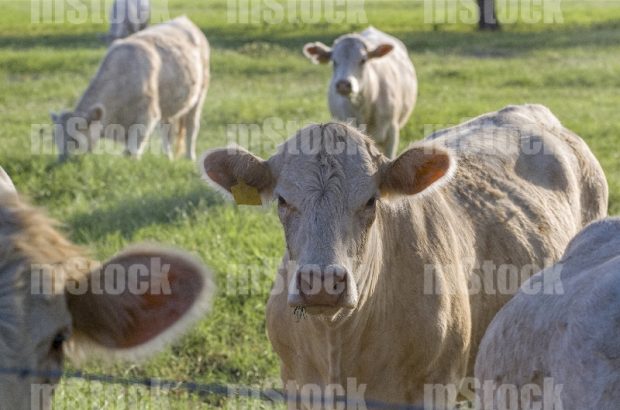 Ganado Charolais 2