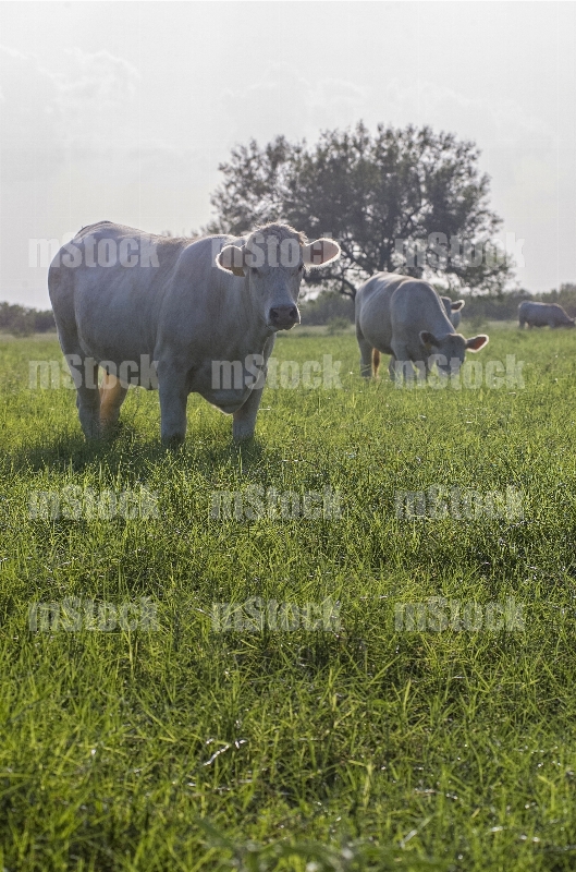 Ganado Charolais 3