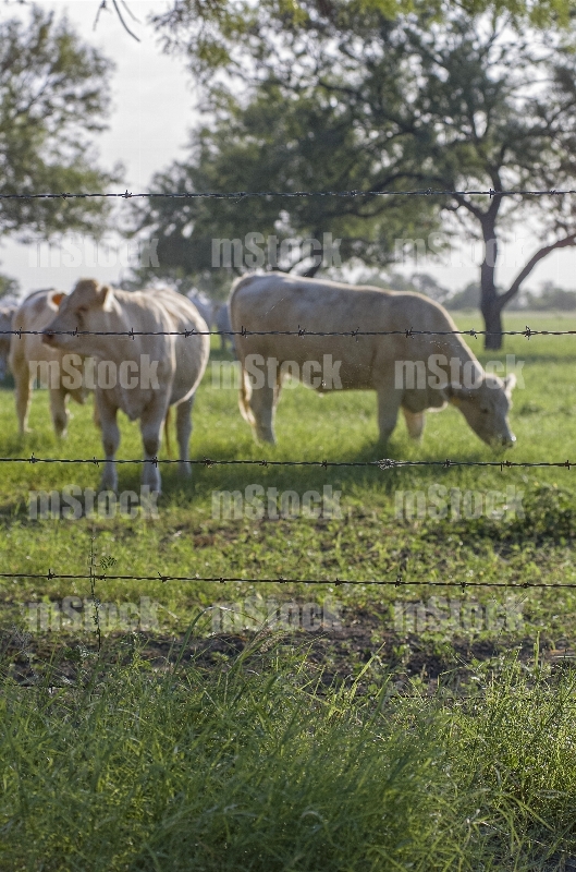 Ganado Charolais 4