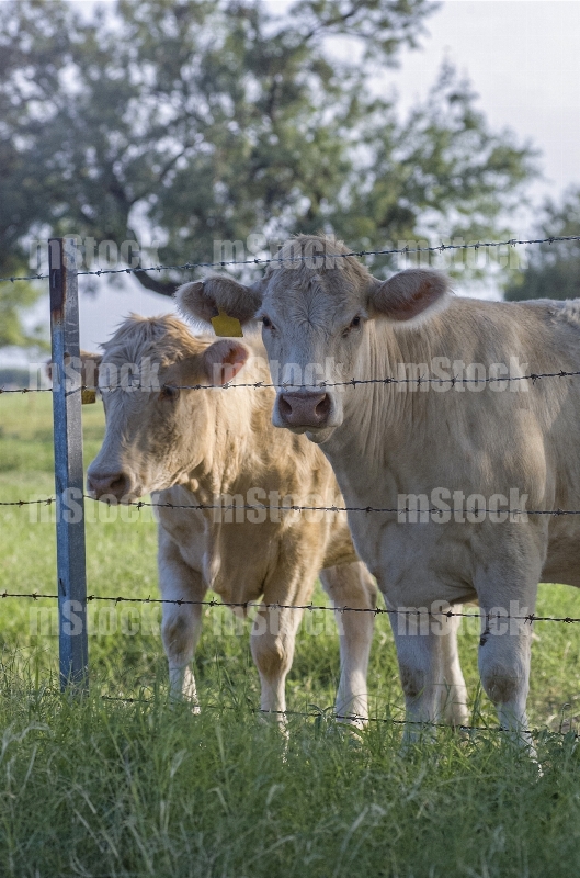 Ganado Charolais 5