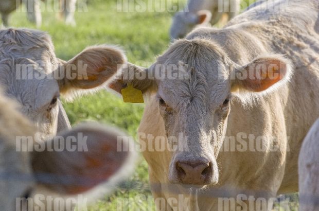Ganado Charolais 6
