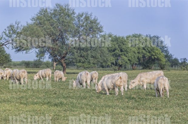 Ganado Charolais 7