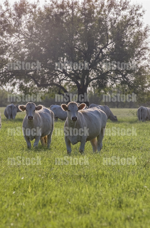 Ganado Charolais 8
