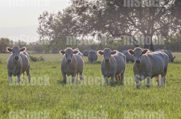 Ganado Charolais 9