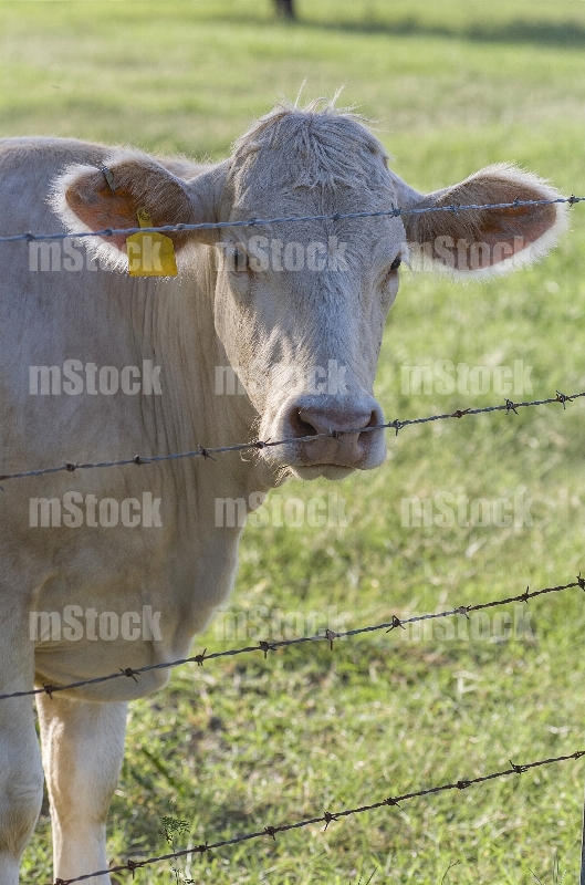 Ganado Charolais