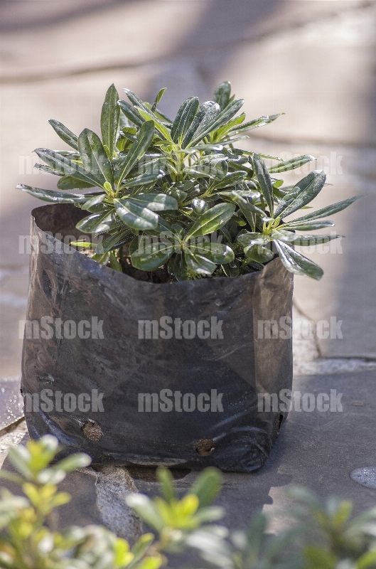 Pittosporum Tobira