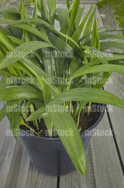 Dracaena Compacta