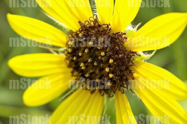 Flor Amarilla