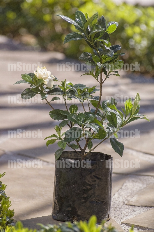 Gardenia