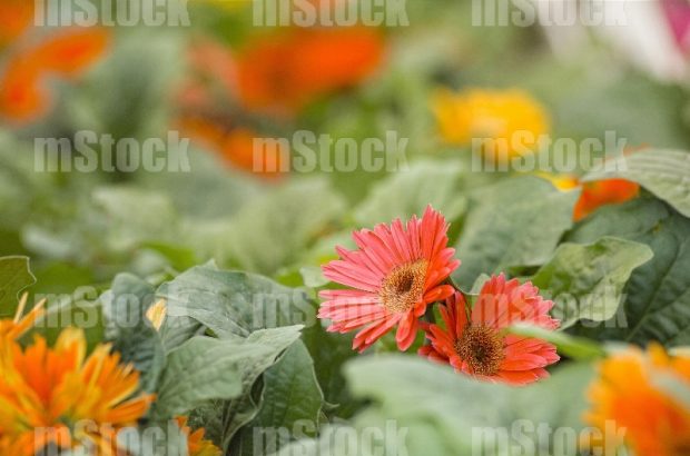 Gerberas