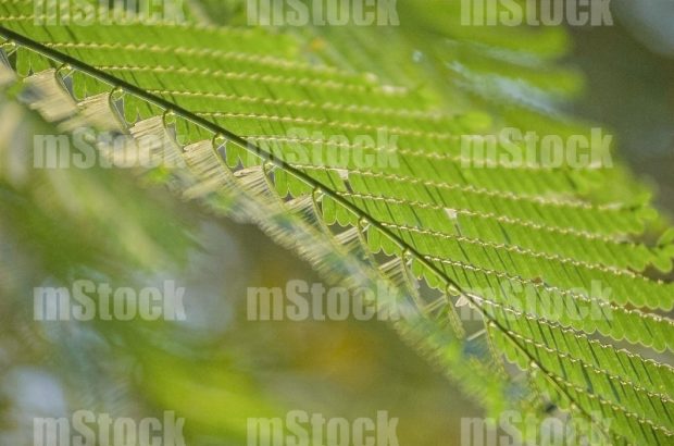 Hoja de Jacaranda