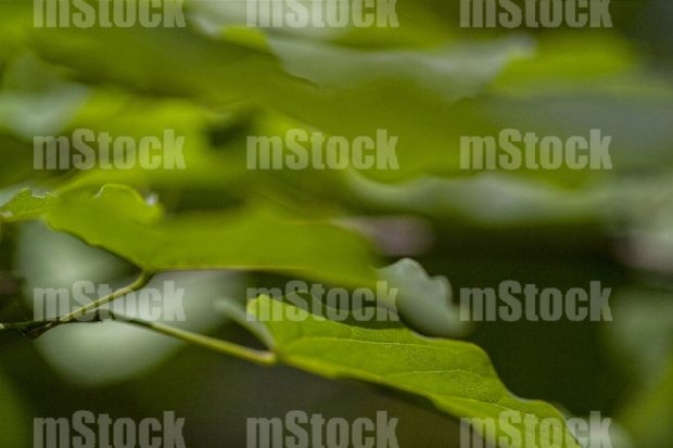 Hojas de Arbol 1