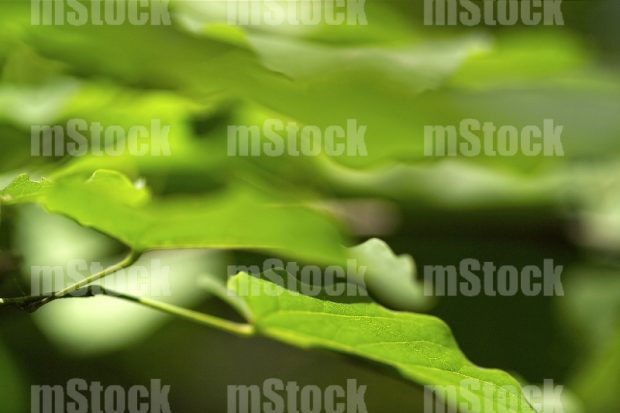 Hojas de Arbol 2