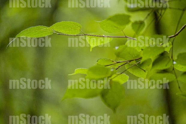 Hojas de Arbol 3