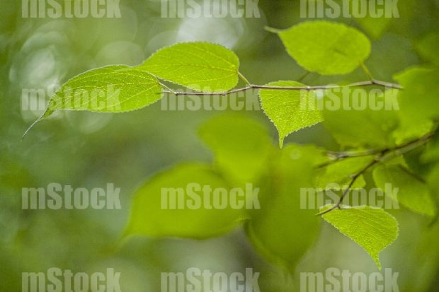 Hojas de Arbol 4