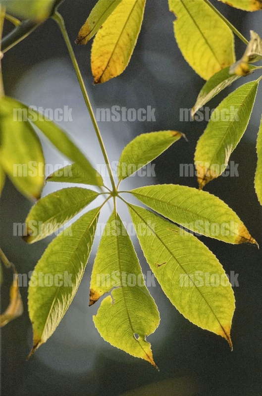 Hojas de Arbol