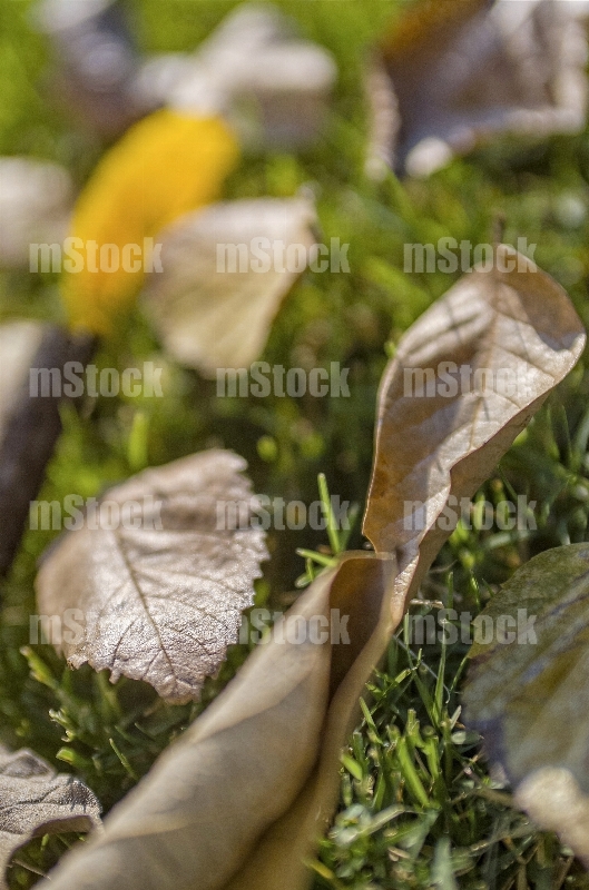 Hojas en Otoño 1