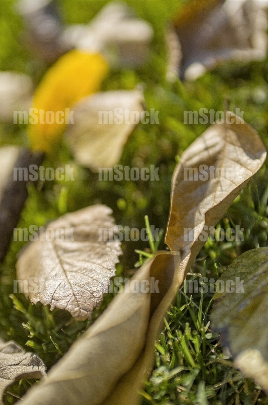 Hojas en Otoño 2