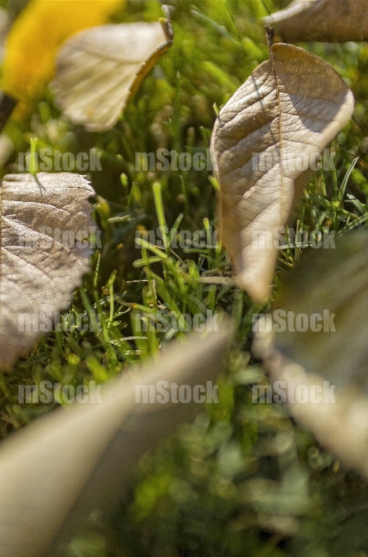 Hojas en Otoño 3