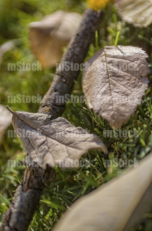Hojas en Otoño 5
