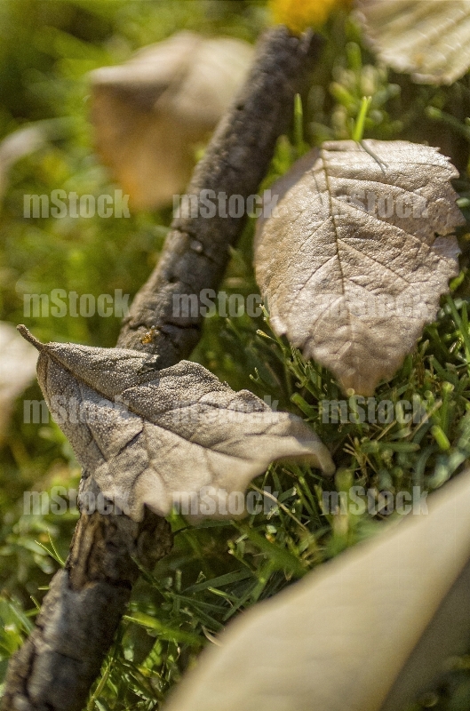 Hojas en Otoño 6