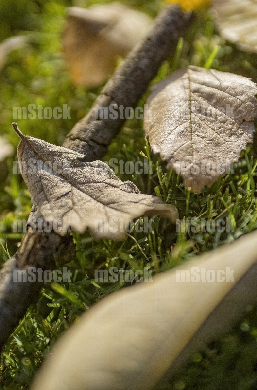 Hojas en Otoño 7