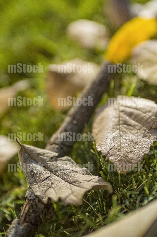 Hojas en Otoño 8