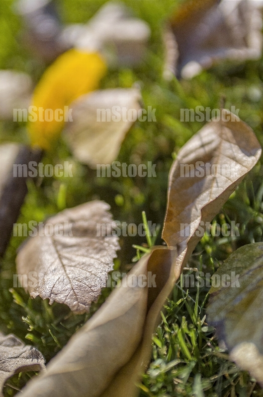 Hojas en Otoño