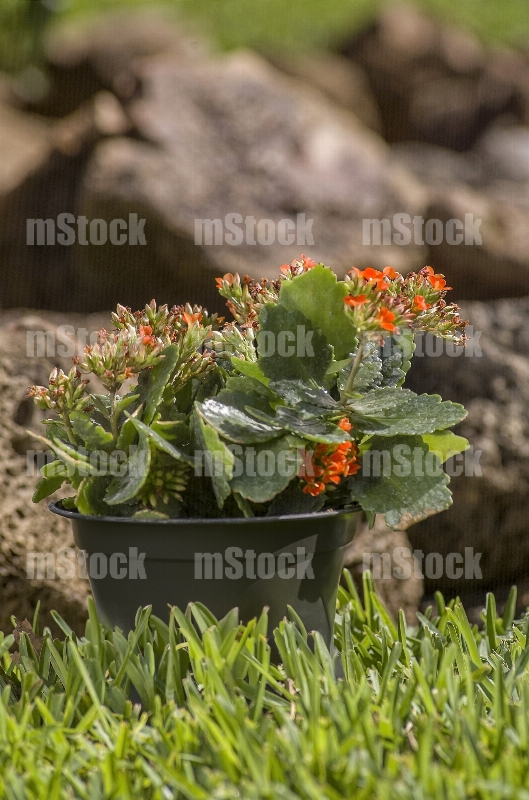 Kalanchoe