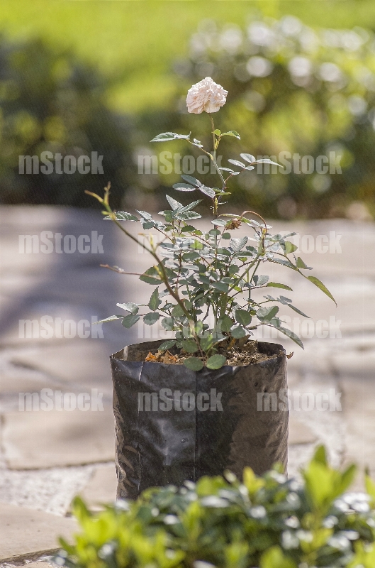 Rosal