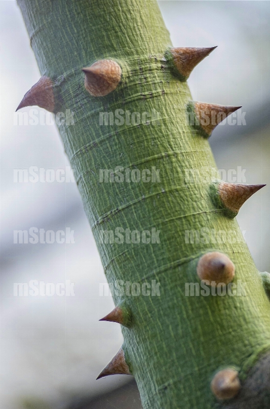 Tronco de Ceiba