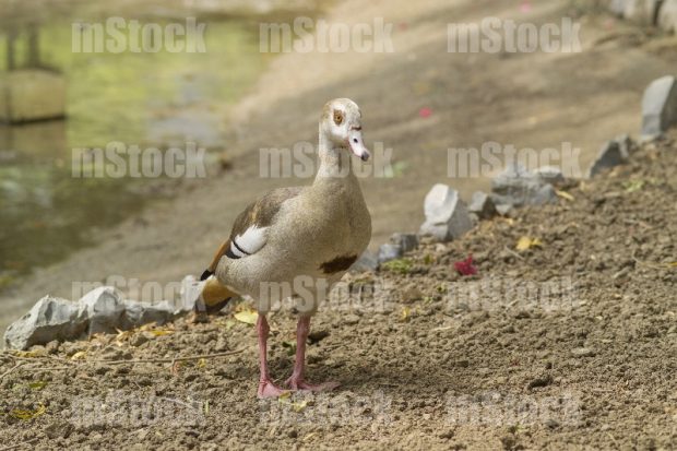 Pato 1