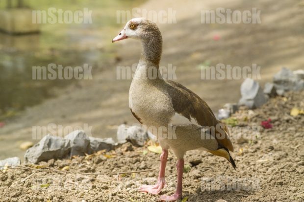 Pato 2