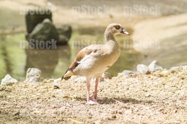 Pato