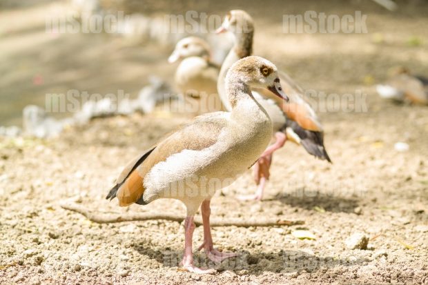 Patos 1