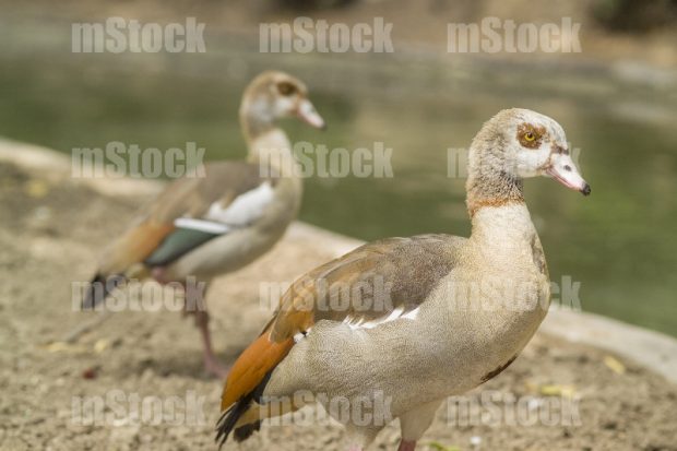 Patos 2