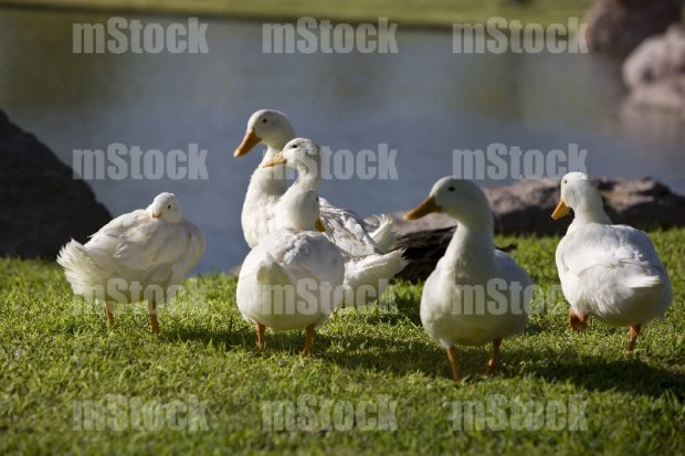 Patos