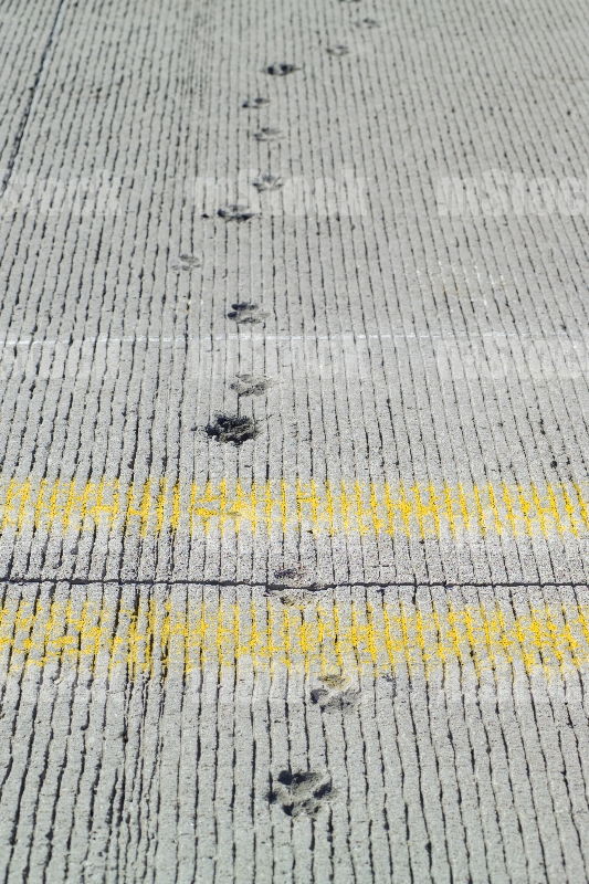 Carretera 5