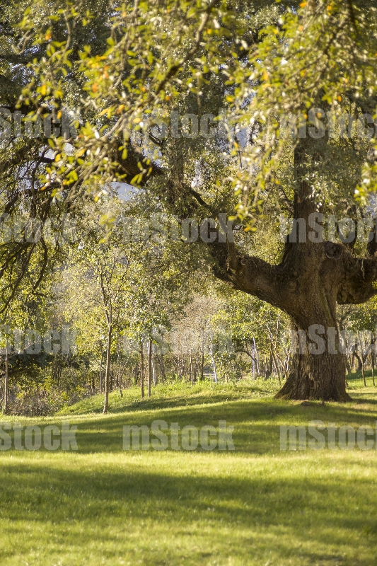 Arbol Encino 1