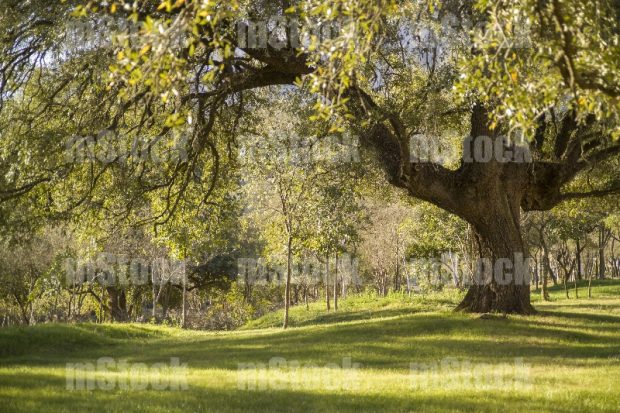 Arbol Encino 2