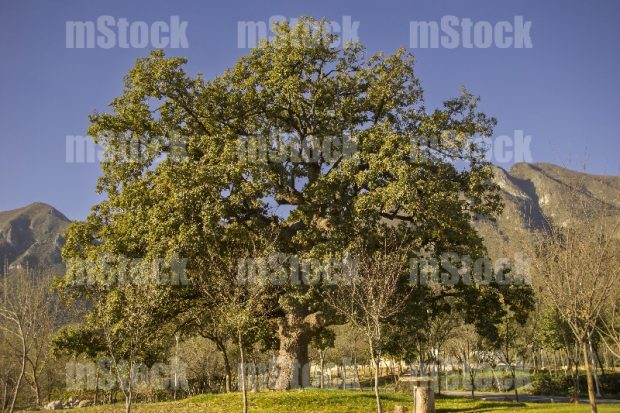 Arbol Encino 3