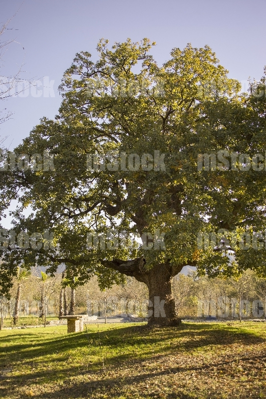 Arbol Encino 4