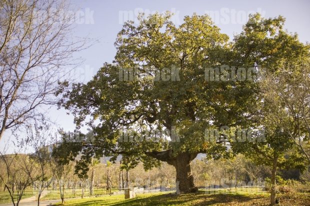 Arbol Encino 5