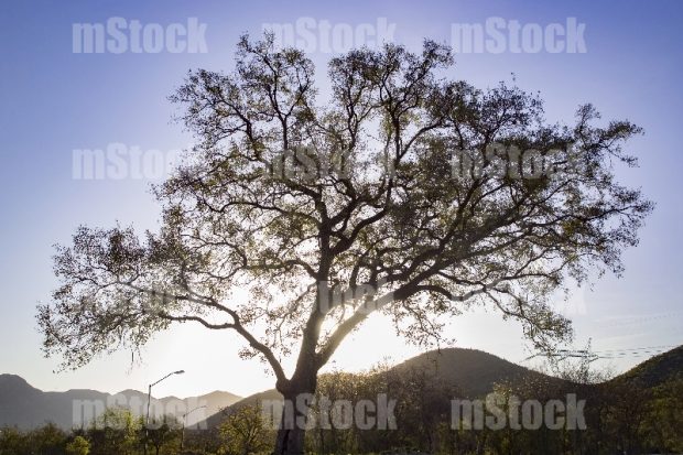 Arbol Encino 10